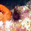 urchin sponge public domain.png